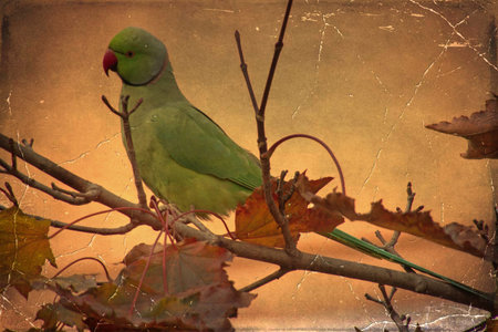 green parakeet sitting on a branch in autumn, vintage background