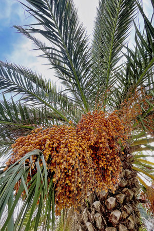 Date palm tree with ripe dates on blue sky background, closeup