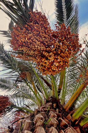 Palm tree with fruits of Phoenix dactylifera.