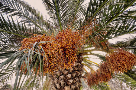 Date palm tree with ripe dates, close-up, selective focus