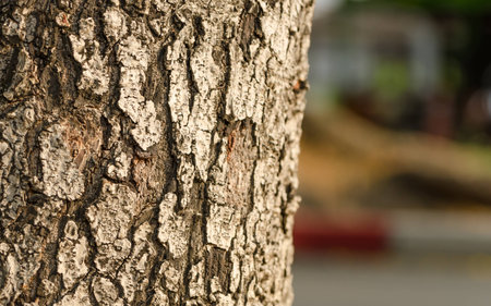 Tree bark background / textureの写真素材
