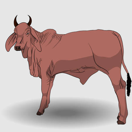 cartoon red cow illustration and vectorのイラスト素材