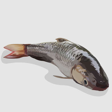Grey mullet fish realistic hand drawn vectorのイラスト素材