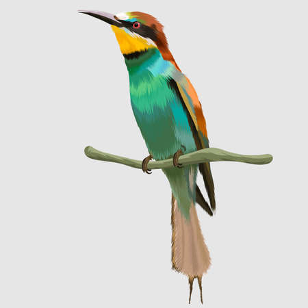 european bee eater bird cat realistic hand drawn vectorのイラスト素材