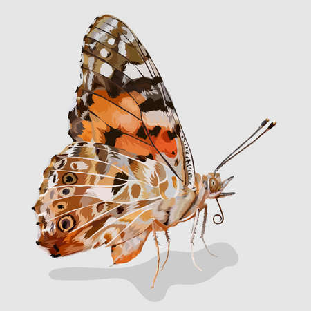 butterfly realistic hand drawn vectorのイラスト素材