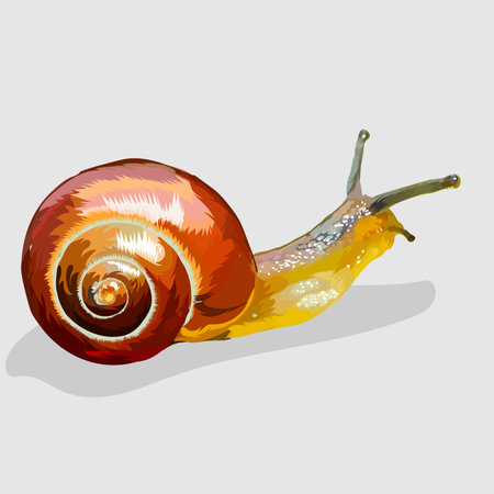 snail realistic hand drawn vectorのイラスト素材