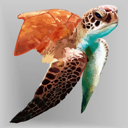 turtle realistic hand drawn vector