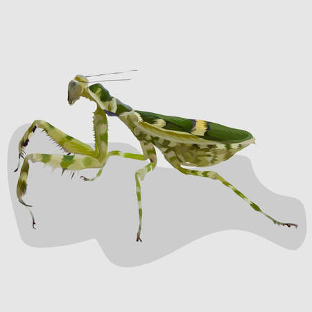 Mantis isolated realistic hand drawn vector and illustrations white backgroundのイラスト素材