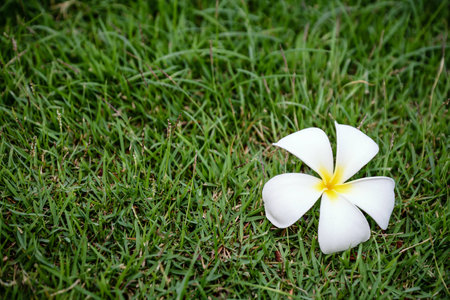 Plumeria Flower on grassの写真素材