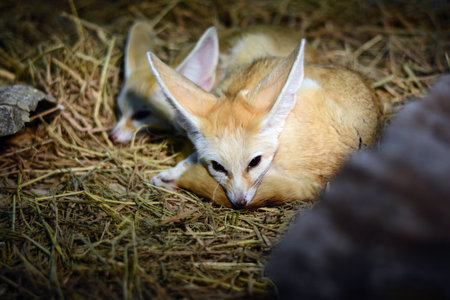 Fennec foxの写真素材