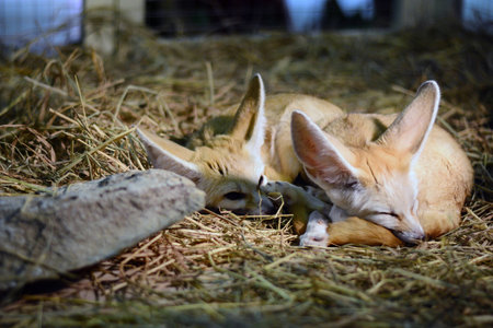 Fennec foxの写真素材