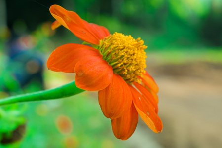 Flowers are bloomingの写真素材