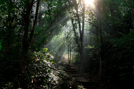 Sun shines into the forest.