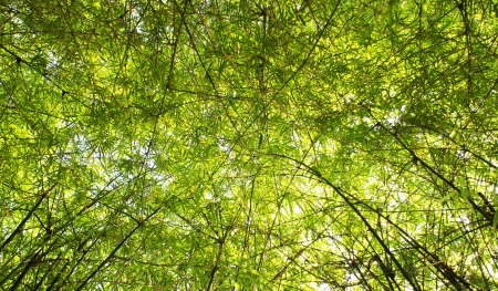 tree backgroundの写真素材