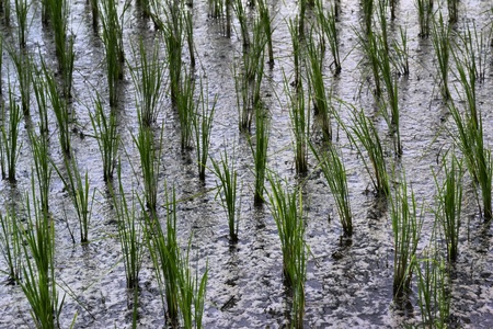 Rice with flood