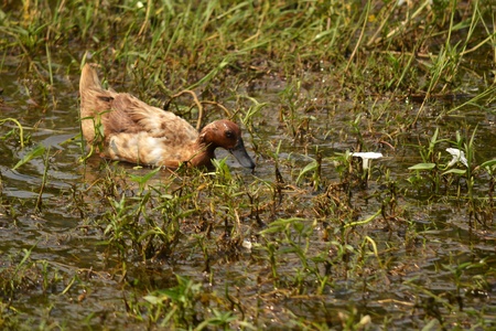 Duck swimmingの写真素材