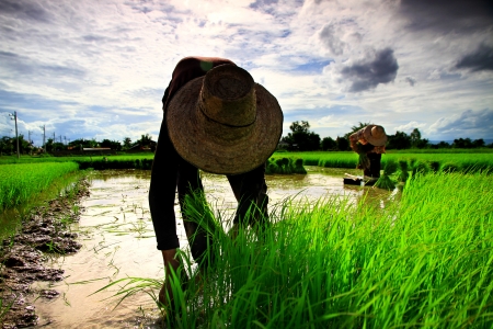 Farmer on the Rice Farmの写真素材