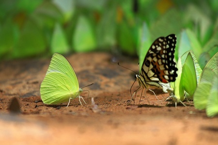 Butterflies 2の写真素材