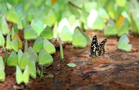 Butterflies 1の写真素材