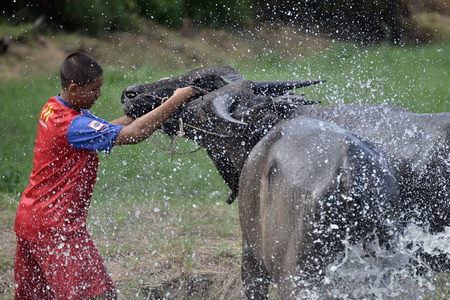 Buffalo racing traditional in Thailandのeditorial素材