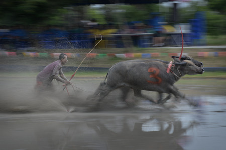 Buffalo racing traditional in Thailandのeditorial素材