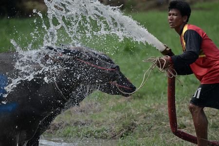 Buffalo racing traditional in Thailandのeditorial素材