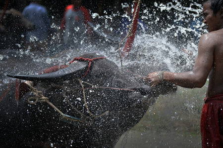 Buffalo racing traditional in Thailandのeditorial素材