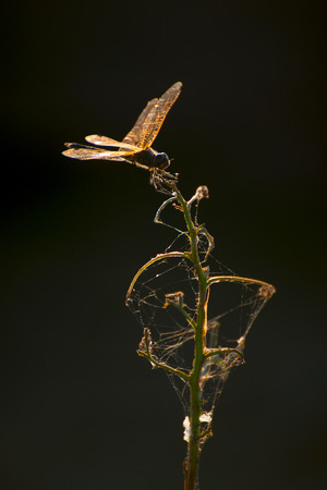 The dragonflyの写真素材