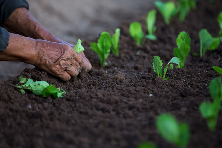 The Asian farmer worked in the farm and prepared for harvesting his vegetables for sale at the market.の写真素材