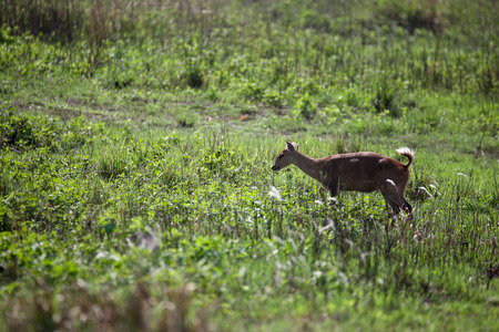 The gazelles lived in the national park, walking on the field and looking for food around.の写真素材