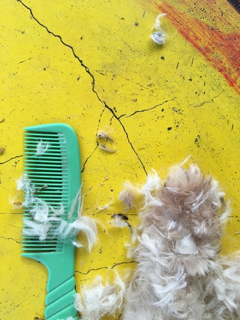 The dog and the hair cut equipment.の素材