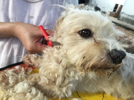 The dog and the hair cut equipment.の素材