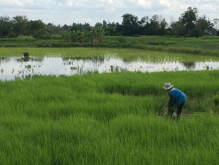 In the rice farmの素材