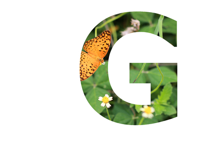 The letter "G" with butterfly background insideの写真素材
