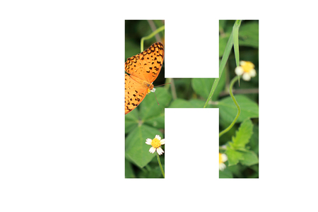 The letter "H" with butterfly background insideの写真素材