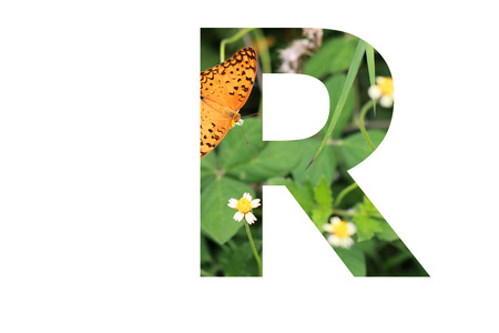 The letter "R" with butterfly background insideの写真素材