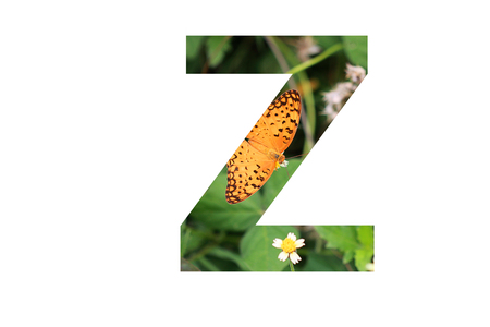 The letter "Z" with butterfly background insideの写真素材