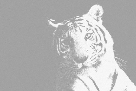 Black and white wildlife animal with low key backgroundの写真素材