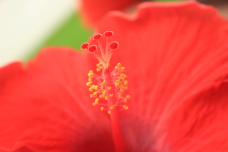 Chinese roseの写真素材