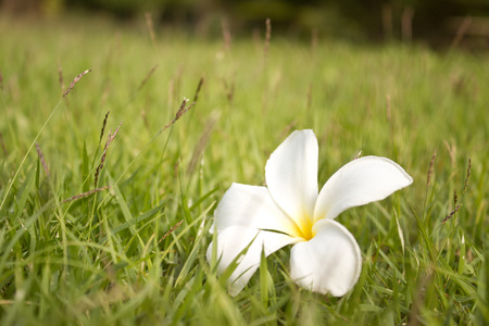 Frangipaniの写真素材