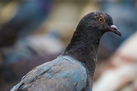 Rock pigeonの写真素材