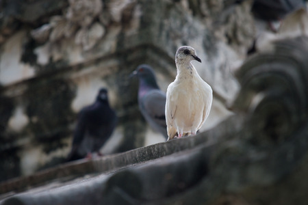 Rock pigeonの写真素材