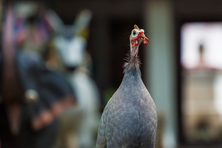 Poultryの写真素材