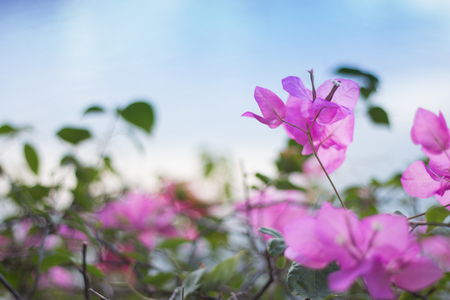 flowers in gardenの写真素材