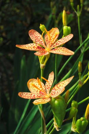 two spotted liliesの写真素材