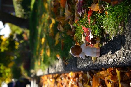 The trees, shrubbery and leaves turn those awesome fall colors in Vancouver, BC.の写真素材