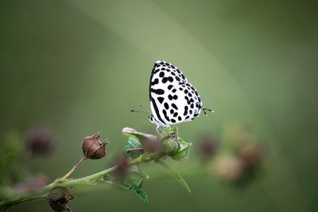 Closeup of a butterfly sitting on a flowerの写真素材