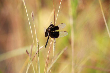 Closeup of a dragonfly sitting on the grassの写真素材