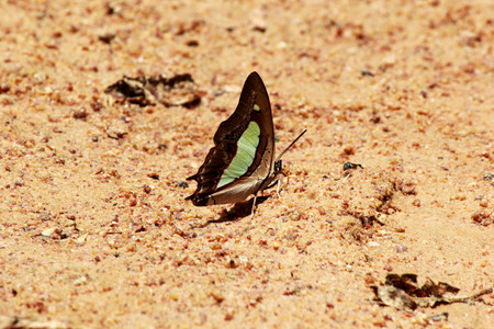 Closeup of a butterfly sitting on the floorの写真素材