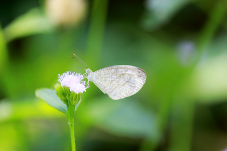 Closeup of a butterfly sitting on a flowerの写真素材
